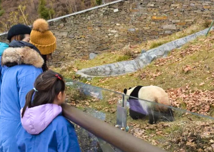 2 Day Wolong Panda Volunteer Tour - From Chengdu City to Wild Panda Habitat