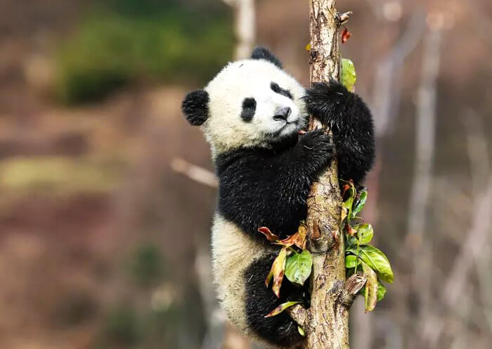 Sichuan Panda Visiting