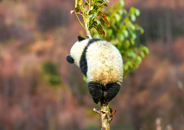 Wolong Panda Base, Wolong Panda Tour