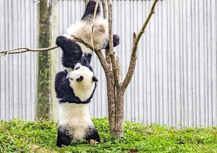 Panda Cubs Climb tree