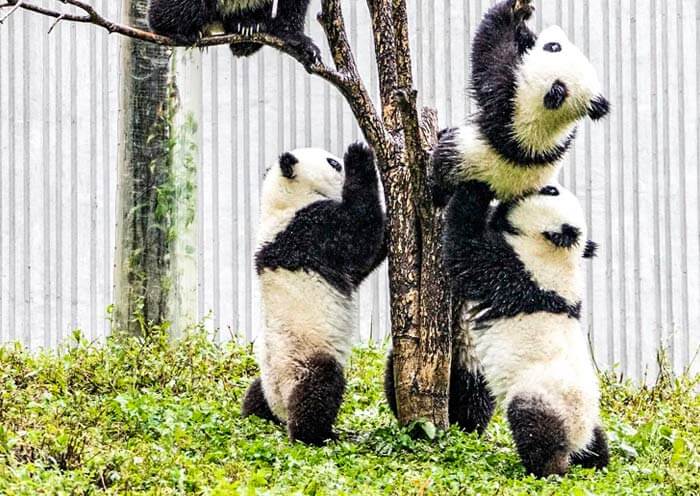 Panda Cubs Climb tree