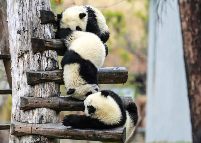 Panda Cubs