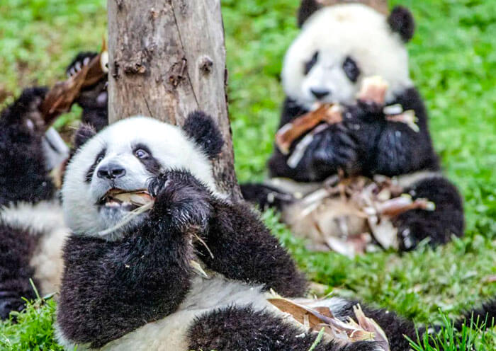 Panda Eat Bamboo Shoots