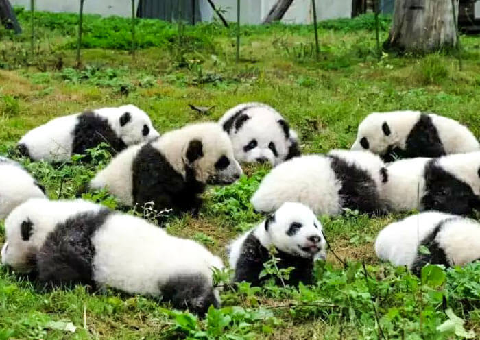 Panda Babies' Party Time