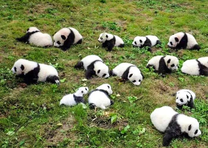 Panda Cubs Show Time