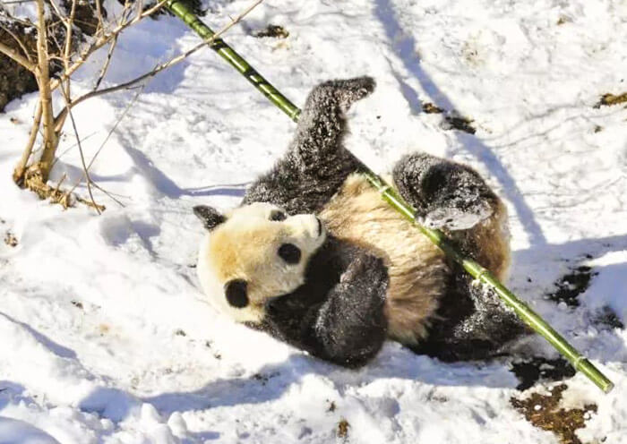 Wolong Panda Plays in Snow