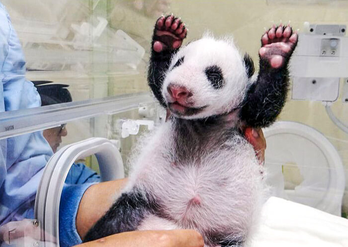 Wolong Panda Base Wolong Panda Base