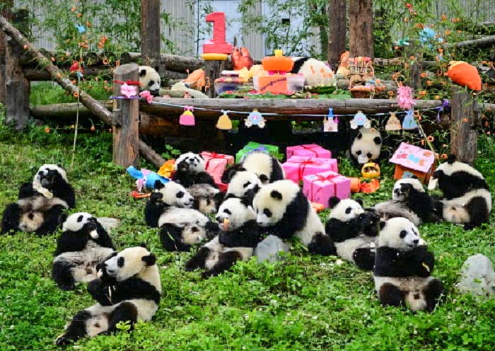 Panda Birthday