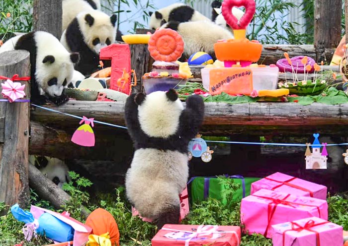 Panda Birthday