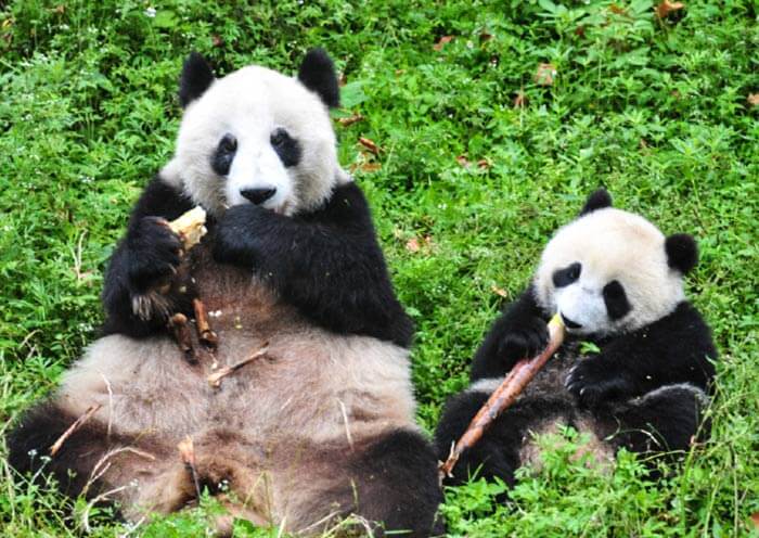 4 Days Ultimate Panda Tour for Panda Fans (Chengdu - Wolong - Dujiangyan) 