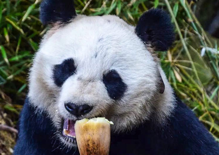 Panda Qiao Qiao