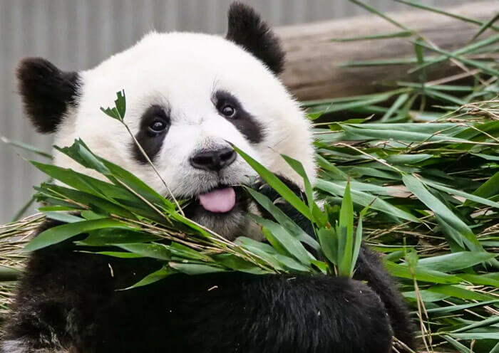 2 Day Wolong Panda Volunteer Tour - From Chengdu City to Wild Panda Habitat