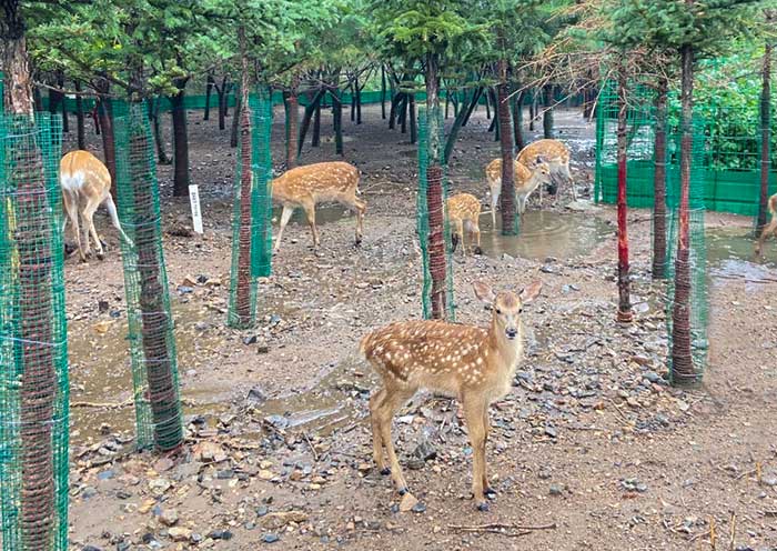 Deer at Wudangzhao Monastery