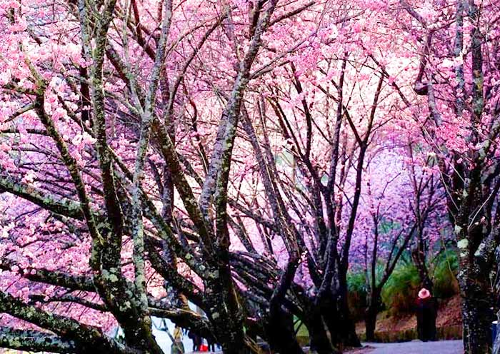 Wuling Farm