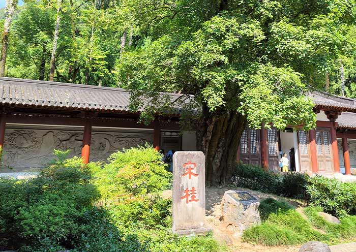 Wuyishan tour