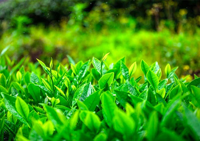 Wuyishan rock tea plantation