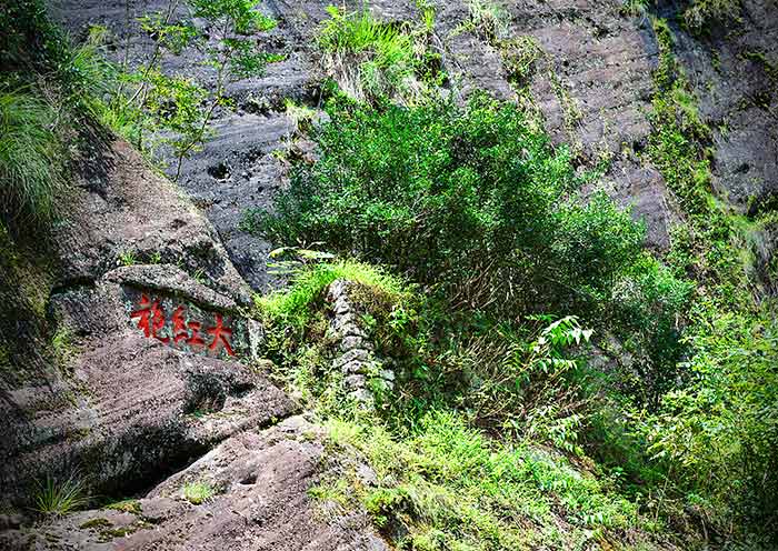 Da Hong Pao mother tea