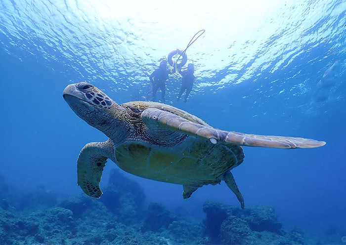 Snorkel with Turtles at Xiaoliuqiu Island