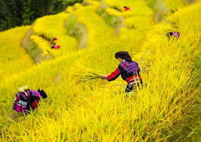 Xiaozhai Rice Terraces