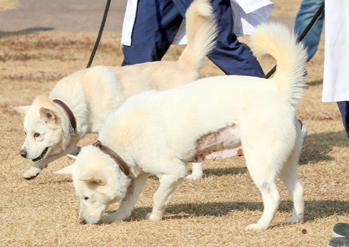 Xiasi Dogs
