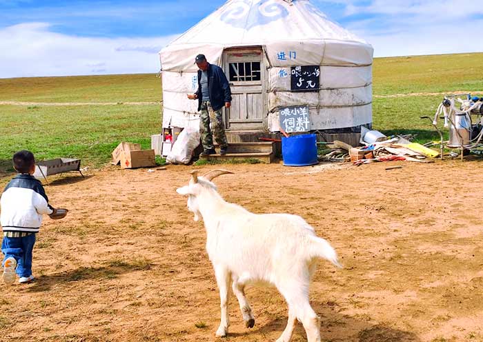Visit herdsman's home, Xilamuren Grassland