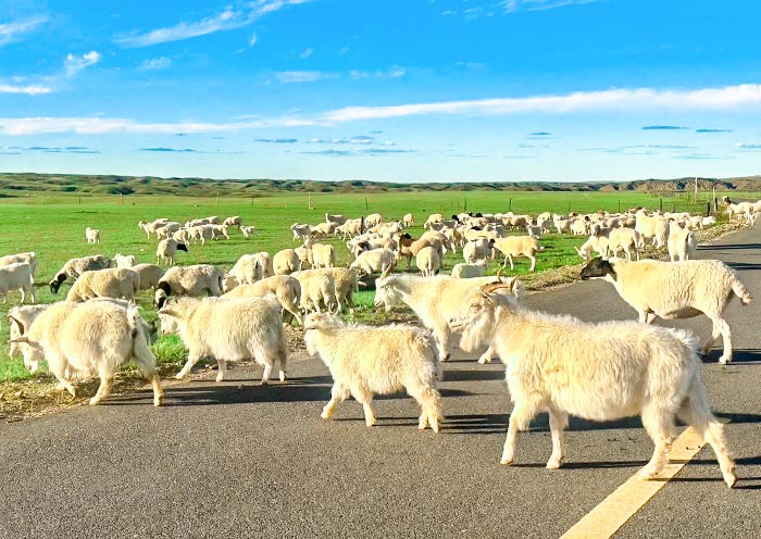 On the road to Xilamuren Grassland