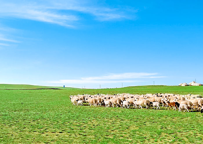 White Sheep at Green Xilamuren Grassland