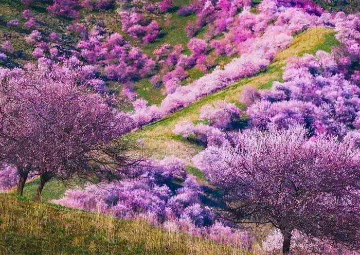 Xinjiang in Spring