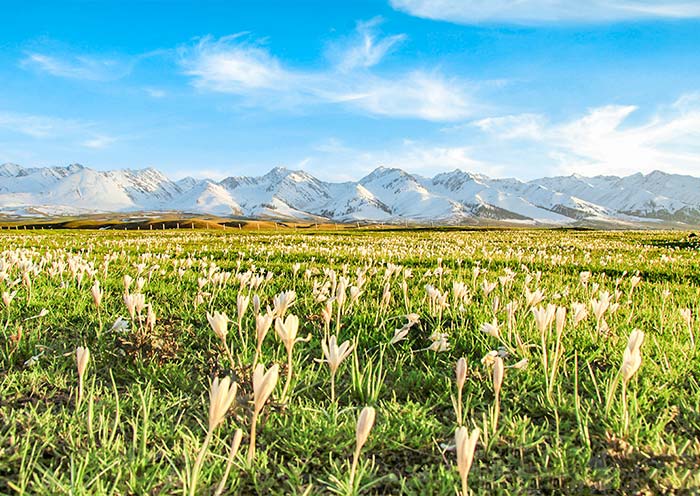 Naratay Grassland, Xinjiang Naratay Grassland, Xinjiang
