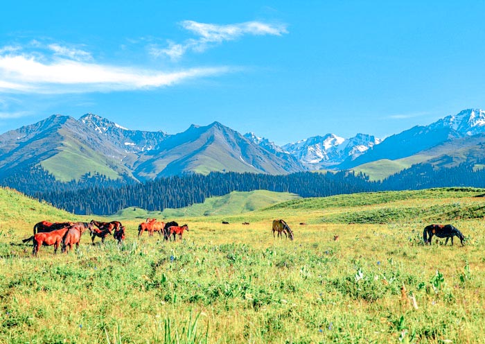 Naratay Grassland, Xinjiang