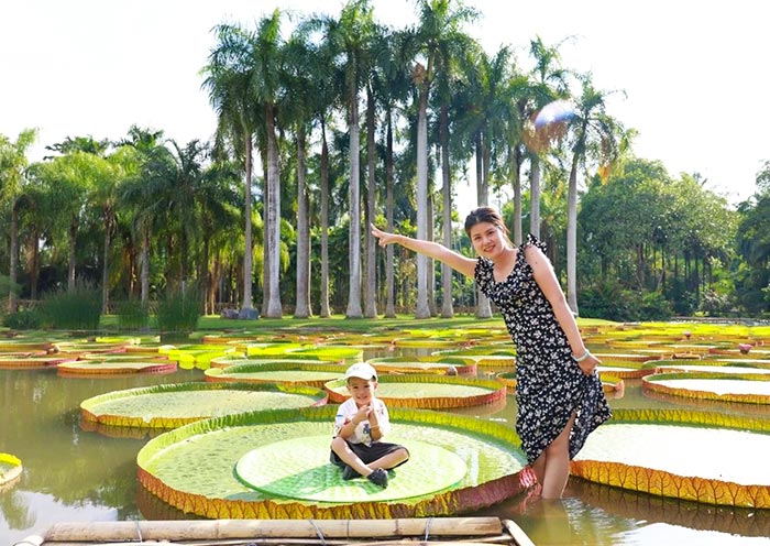 Giant Wather Lilies at  Xishuangbanna Tropical Botanical Garden