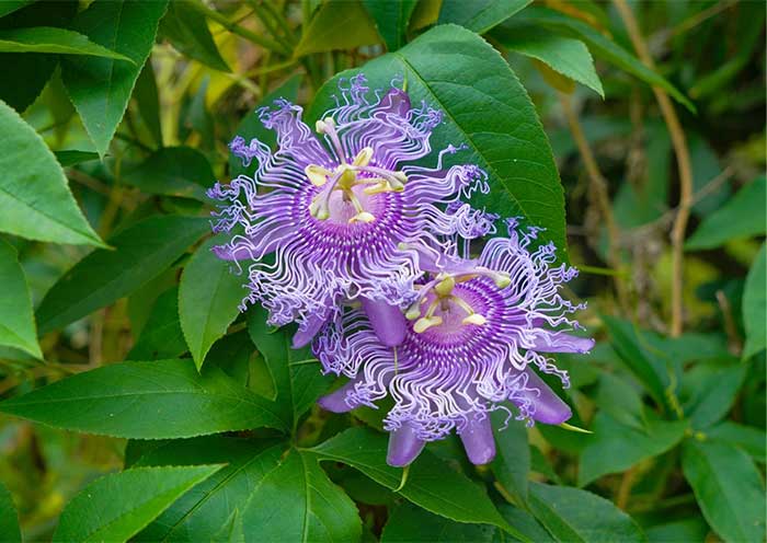  Exotic Flowers of Xishuangbanna Tropical Botanical Garden