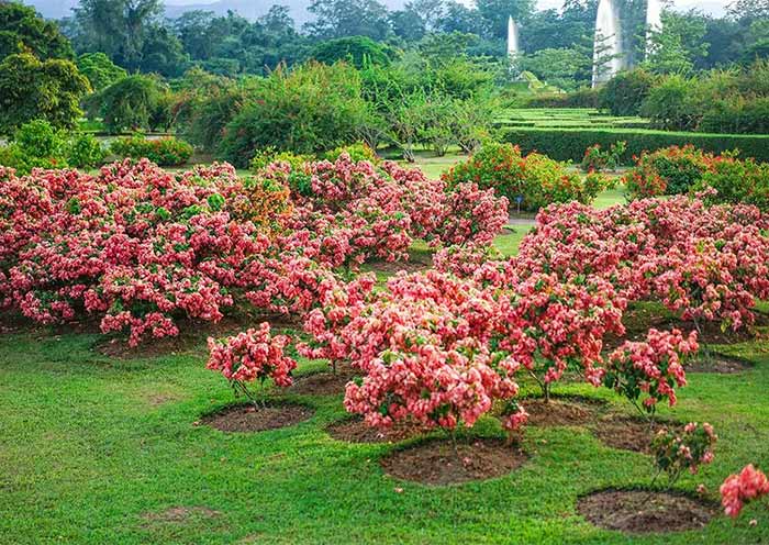 Flowers of Xishuangbanna Tropical Botanical Garden