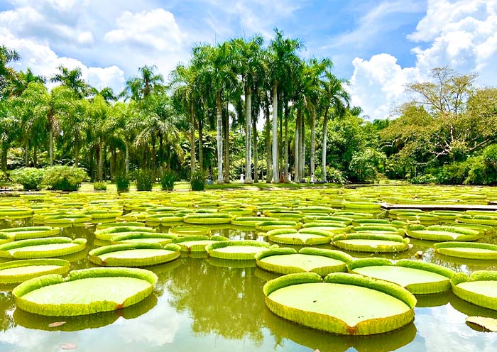 Xishuangbanna Tropical Botanical Garden's Water Lilies
