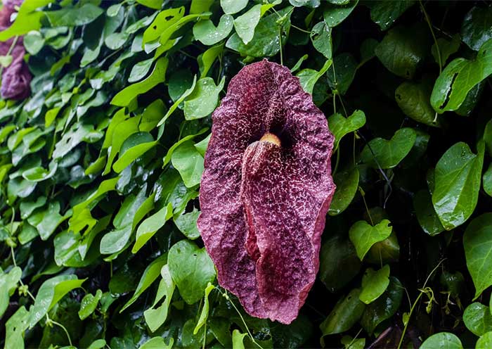 The Rare Plant Species at Xishuangbanna Tropical Botanical Garden