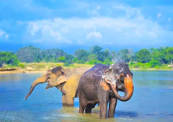 Xishuangbanna Wild Elephant Valley