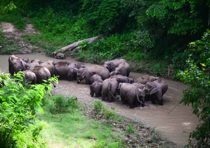 Xishuangbanna Wild Elephant Valley