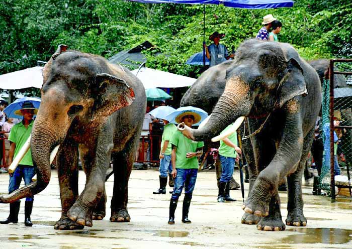 The Elephant Performance at Xishuangbanna Wild Elephant Valley