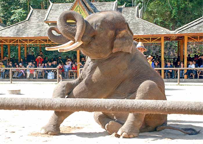 Xishuangbanna Wild Elephant Valley