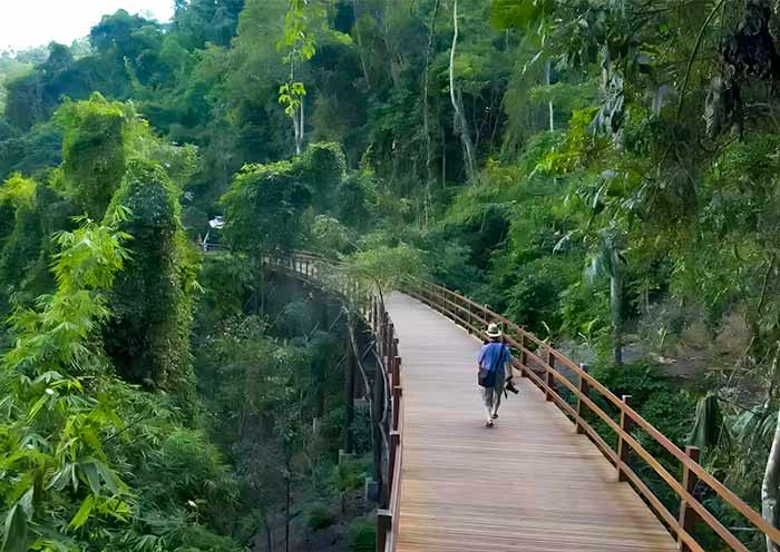 The Elevated Observation Walkway at Xishuangbanna Wild Elephant Valley