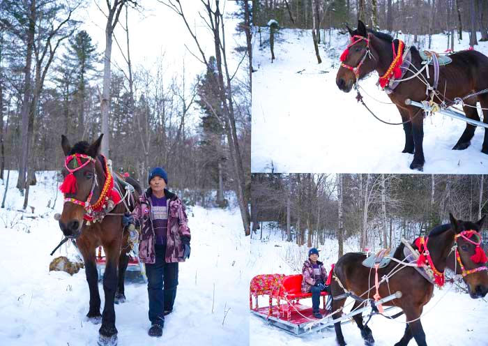 Yabuli Horse-Drawn Sleigh Yabuli Horse-Drawn Sleigh