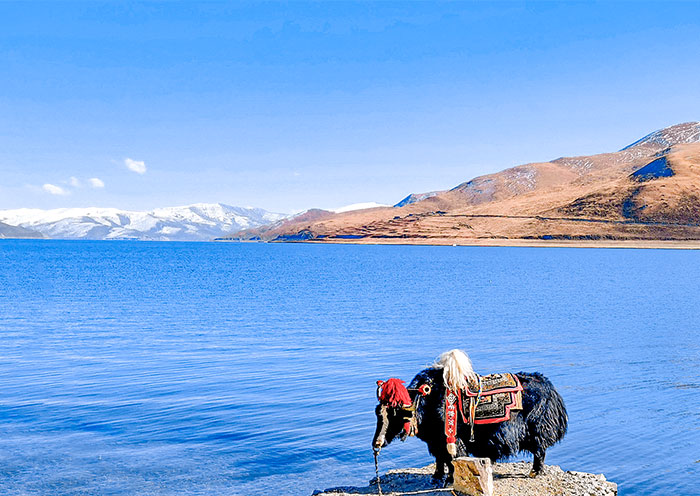 Yak at Tibet Yamdrok Lake Tibet Yamdrok Lake