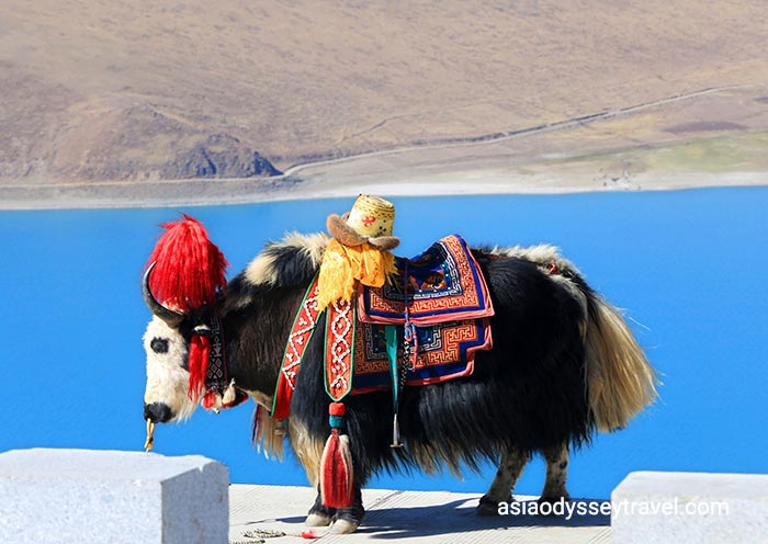 Tibet Yamdrok Lake