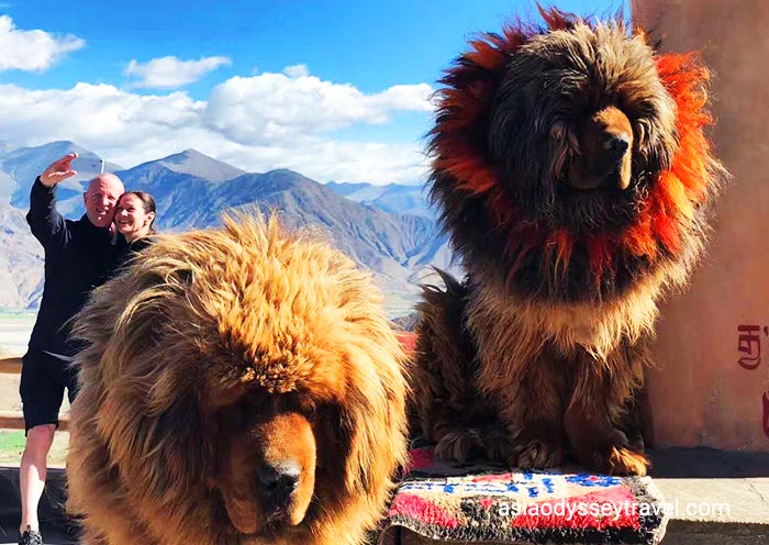 Tibetan dogs at Yamdrok Lake