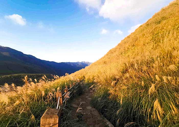 Silvergrass of Yangmingshan
