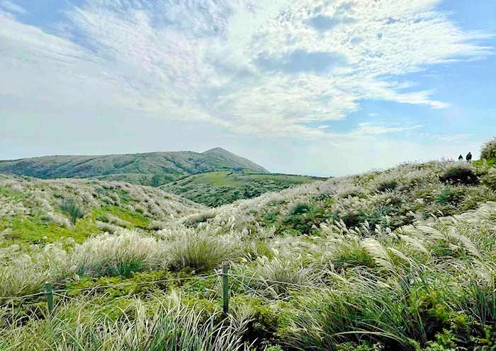 Silvergrass of Yangmingshan
