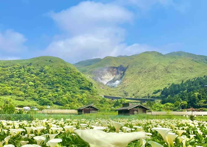 Yangmingshan is famous for its beautiful calla lily fields