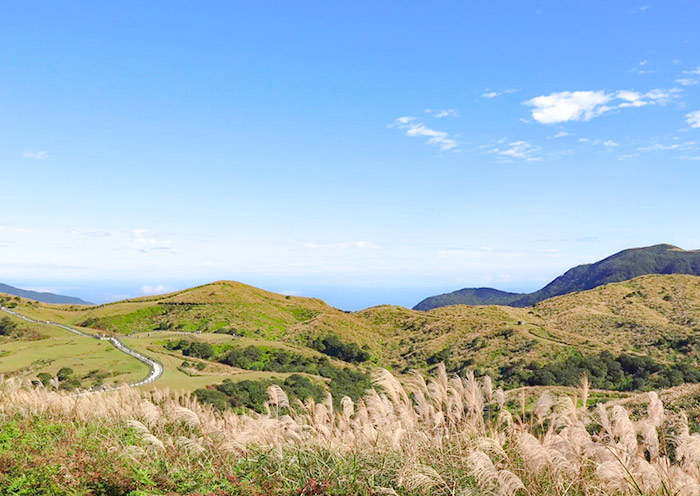 Miscanthus grass on Yangmingshan