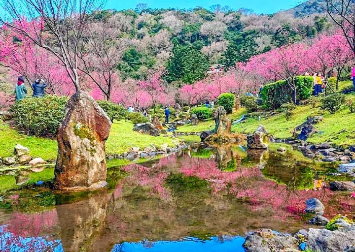 Explore Yangmingshan's Spring Cherry Blossoms