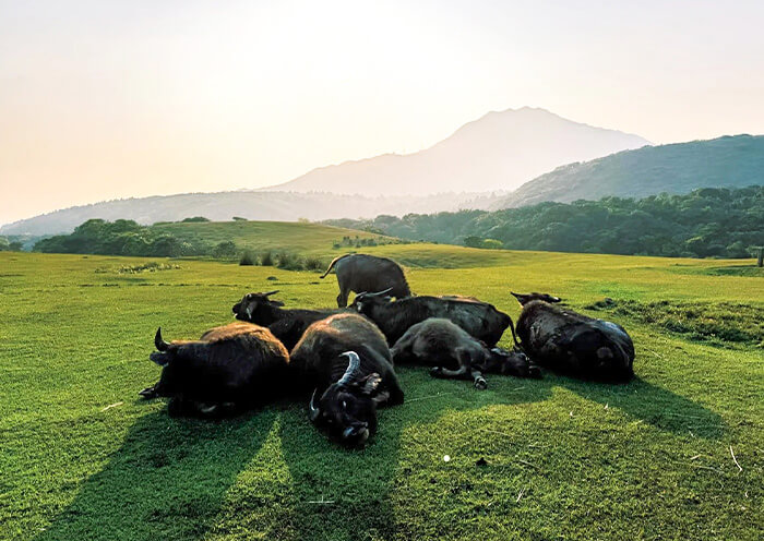 Yangmingshan Qingtiangang